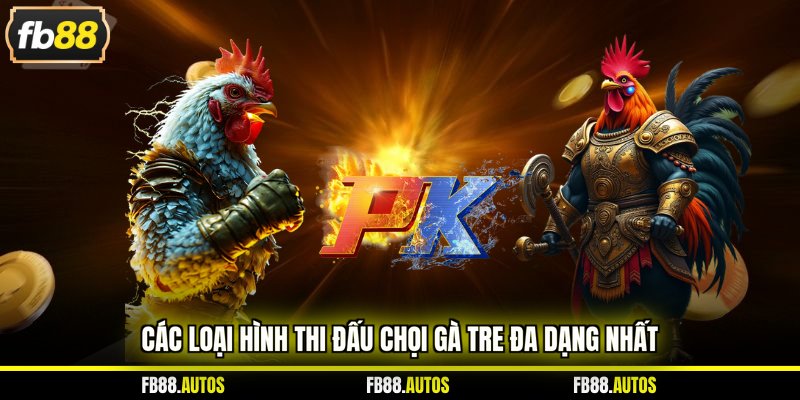 Các loại hình thi đấu chọi gà tre đa dạng nhất