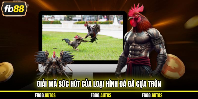 Giải mã sức hút của loại hình đá gà cựa tròn