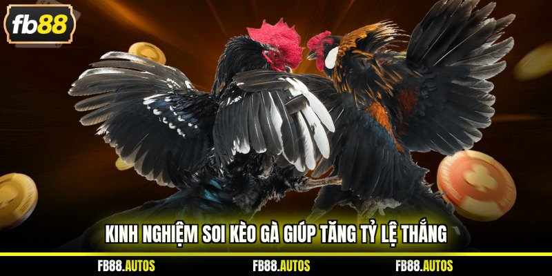 Kinh nghiệm soi kèo gà giúp tăng tỷ lệ thắng