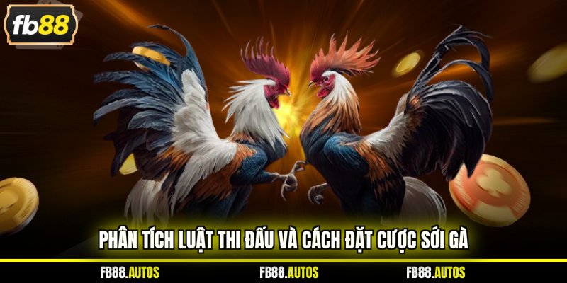 Phân tích luật thi đấu và cách đặt cược sới gà