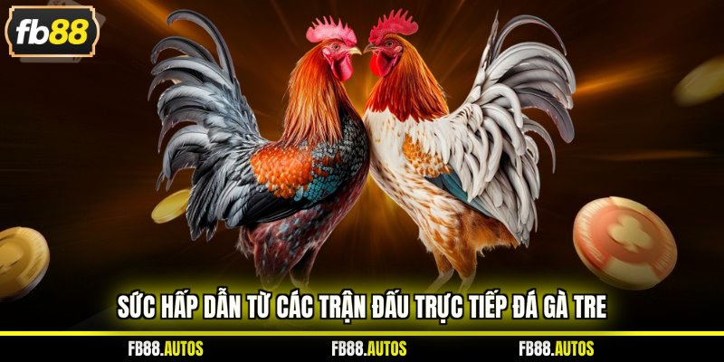 Sức hấp dẫn từ các trận đấu trực tiếp đá gà tre